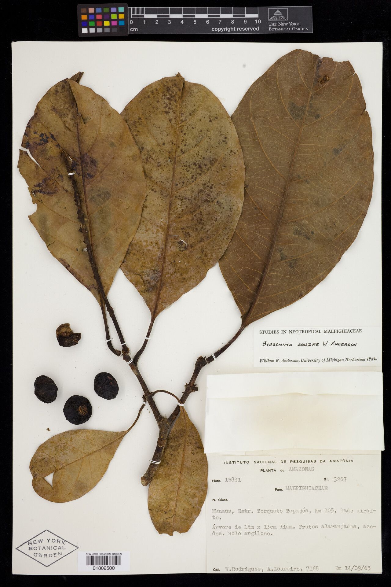 Byrsonima souzae — houseplant care guide