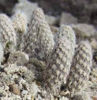 Pterocactus valentini leaf