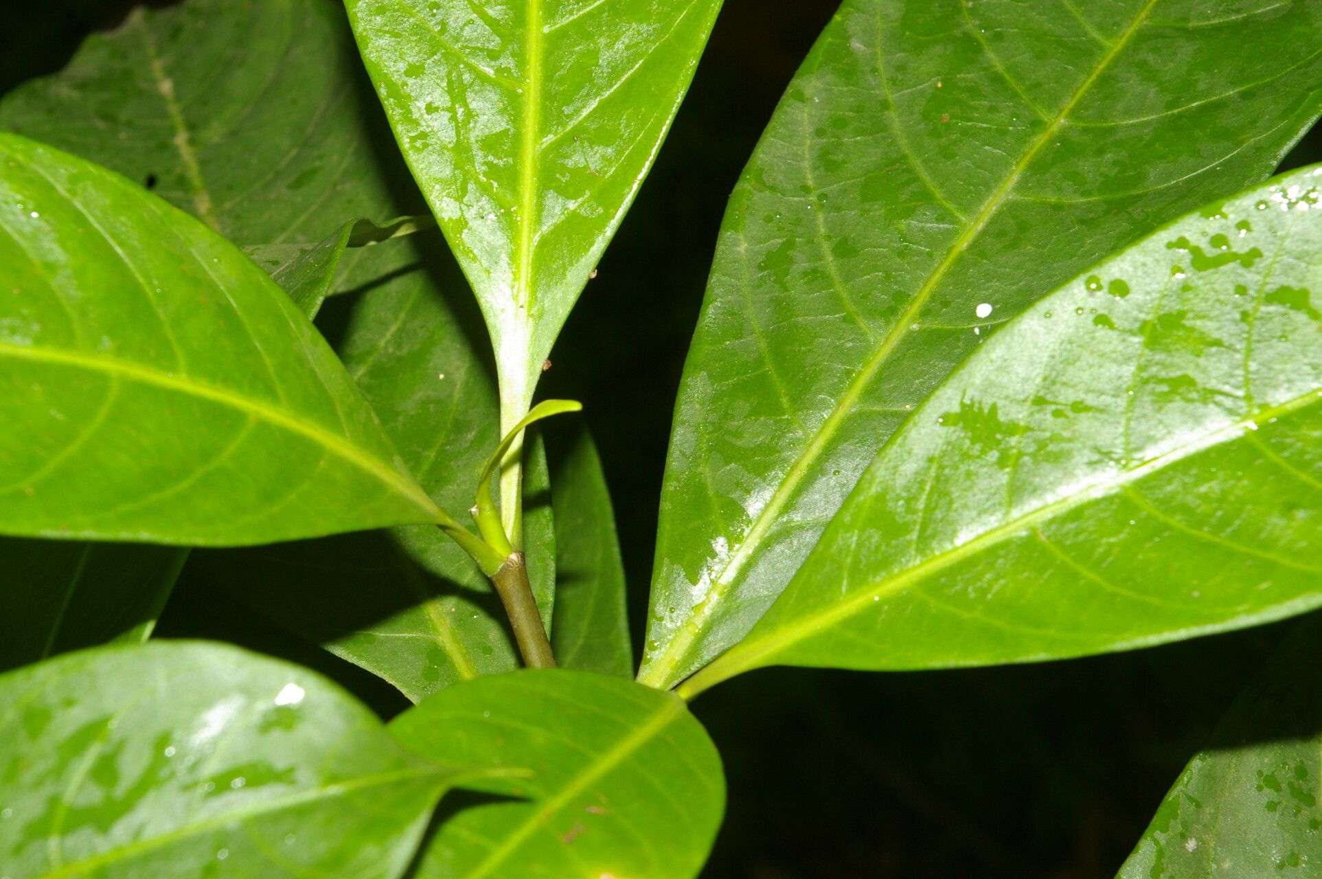 Tabernaemontana arborea leaf