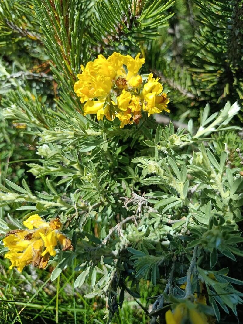 Chamaecytisus eriocarpus — related species from the same genus