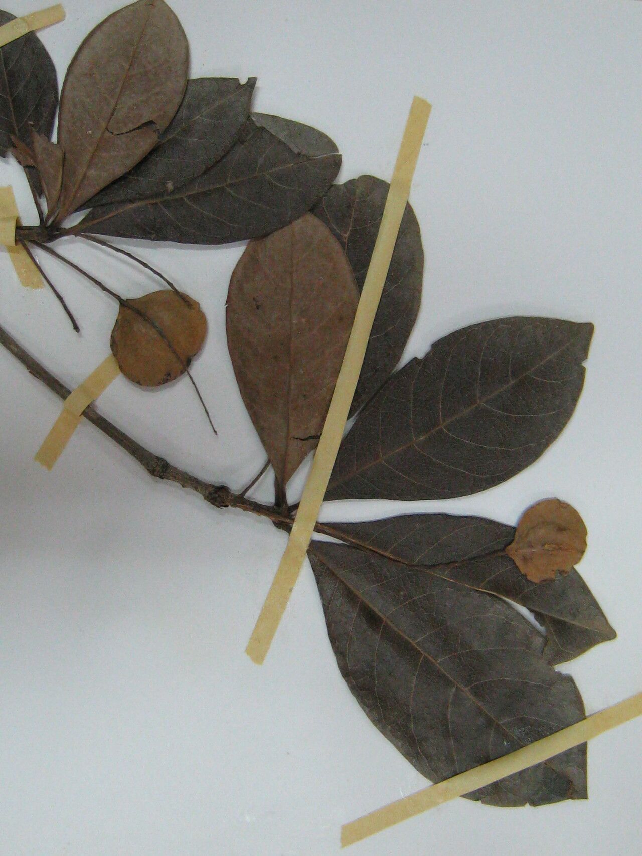 Terminalia lucida other