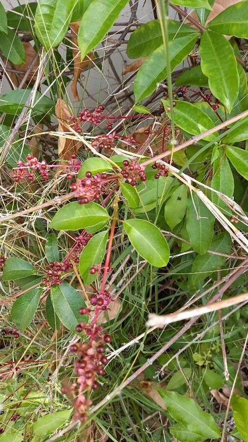 Trichostigma octandrum — houseplant care guide