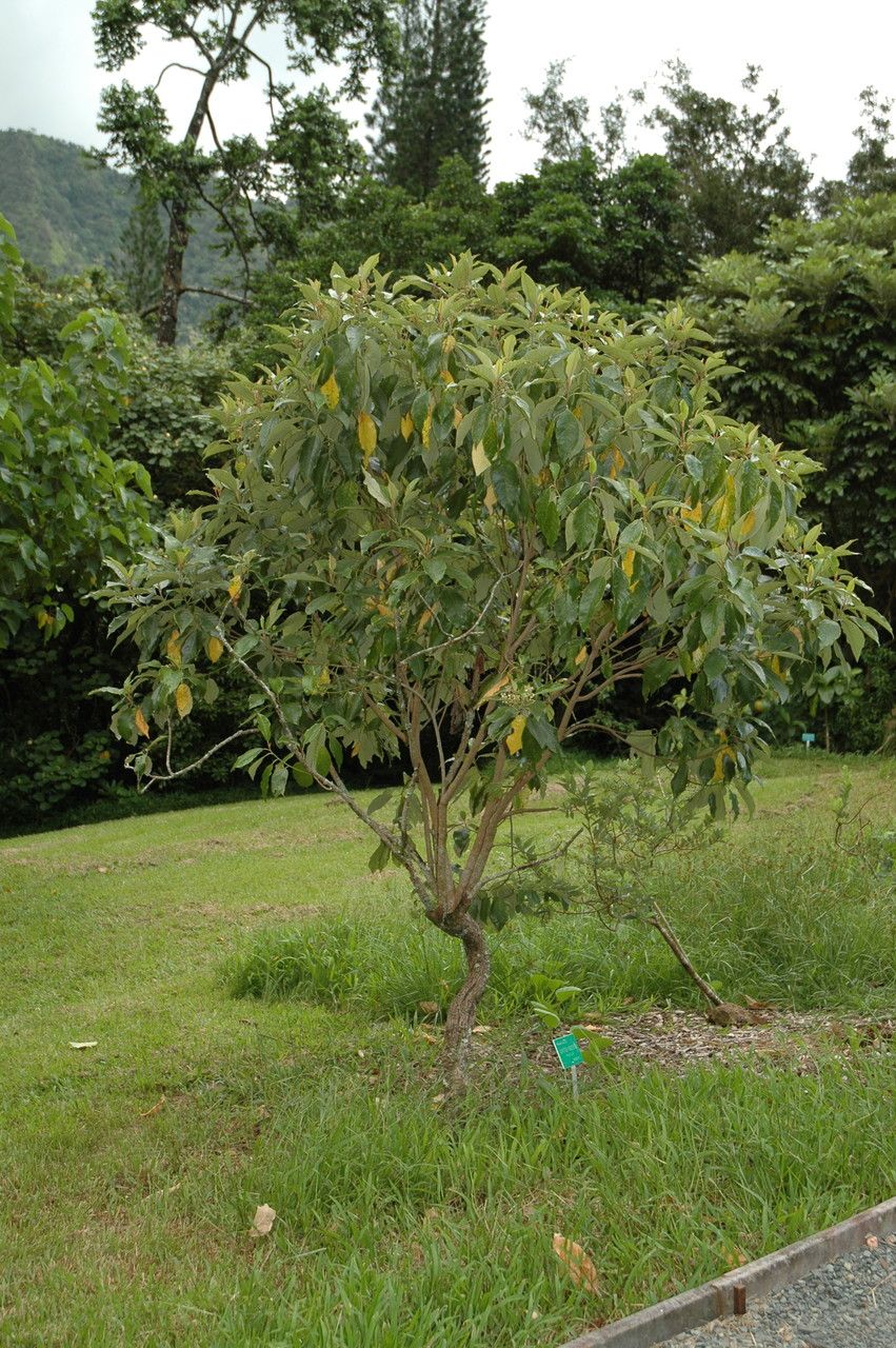 Alphitonia ponderosa habit