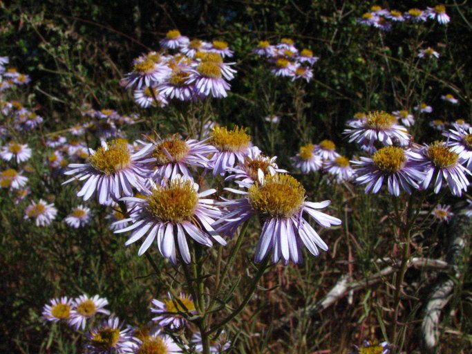 Erigeron blochmaniae — search result for 'Erigeron'