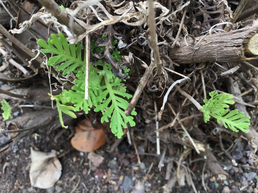 Tanacetum ferulaceum — search result for 'Tanacetum'