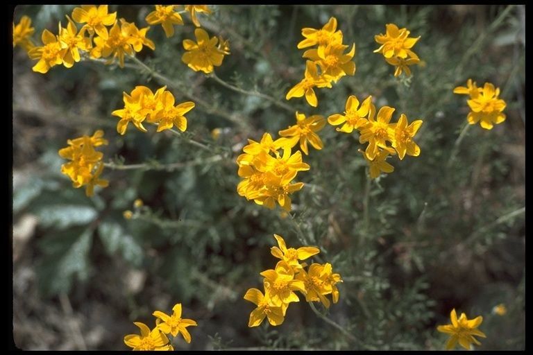 Eriophyllum jepsonii — related species from the same genus