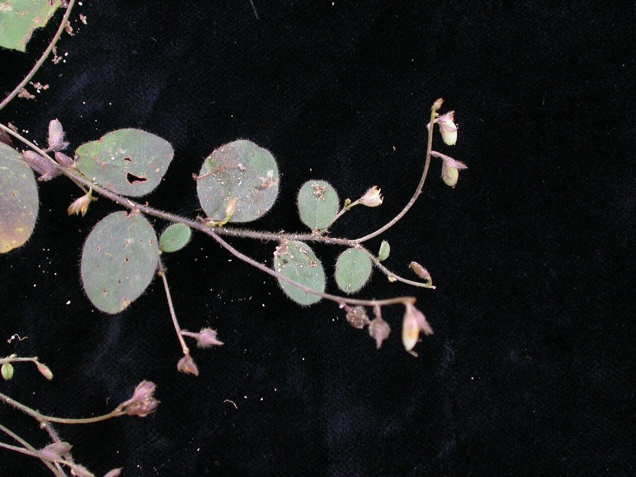 Crotalaria acicularis habit