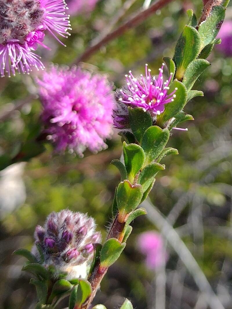 Kunzea capitata — related species from the same genus