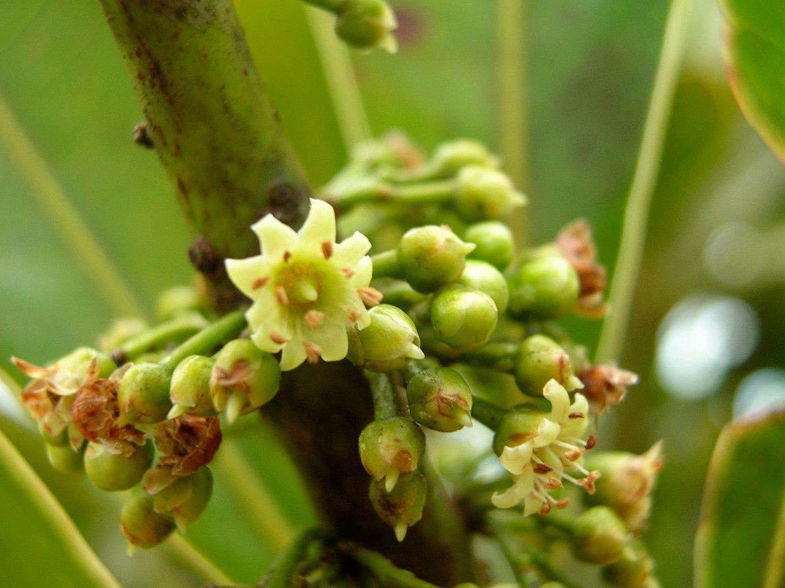 Pycnandra litseiflora — houseplant care guide