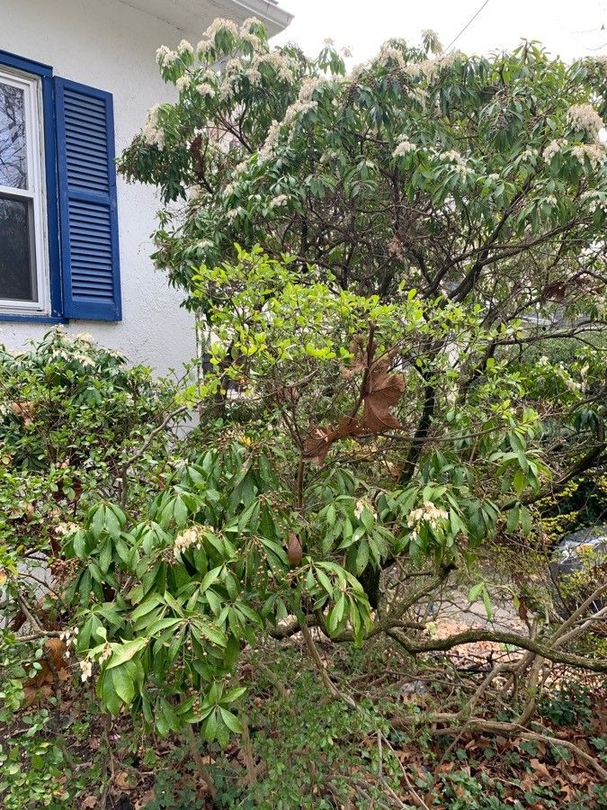 Zenobia pulverulenta bark