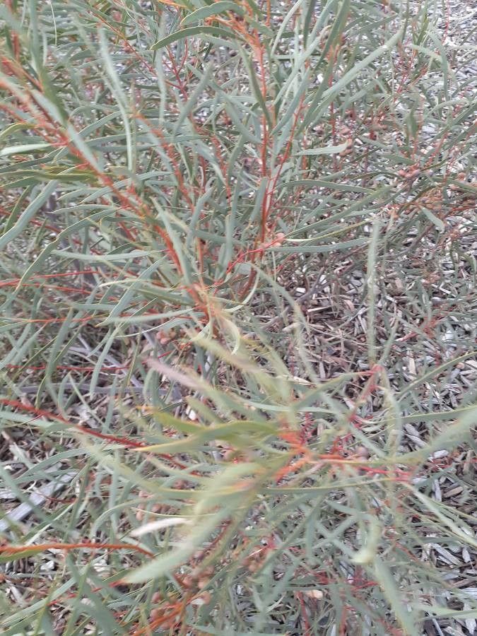 Eucalyptus rosacea — search result for 'Eucalyptus'