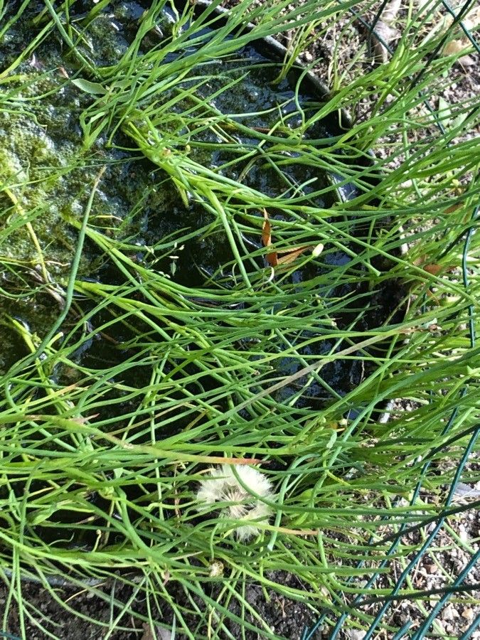 Scorzonera fistulosa habit