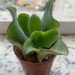 Crassula arborescens