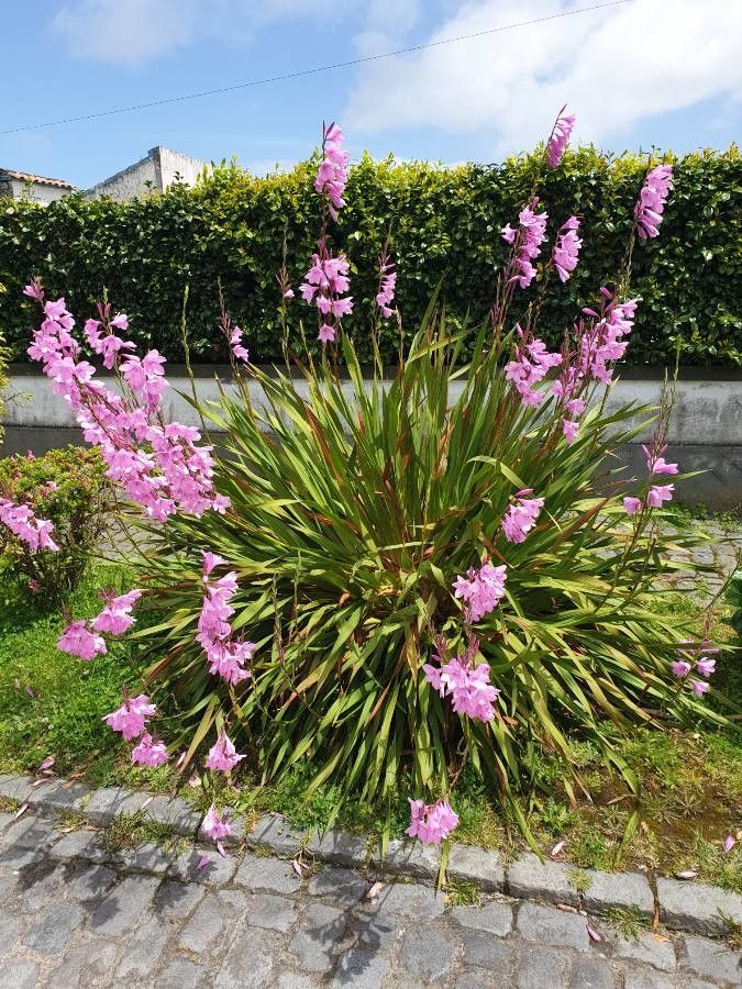 Watsonia borbonica habit