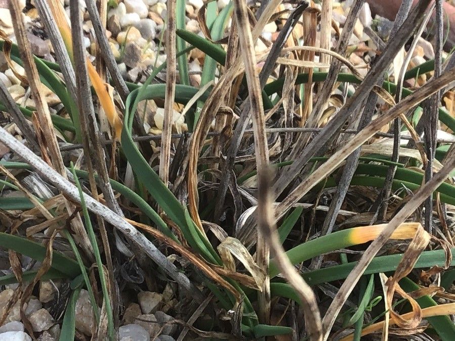 Allium ericetorum — search result for 'Ukraine'