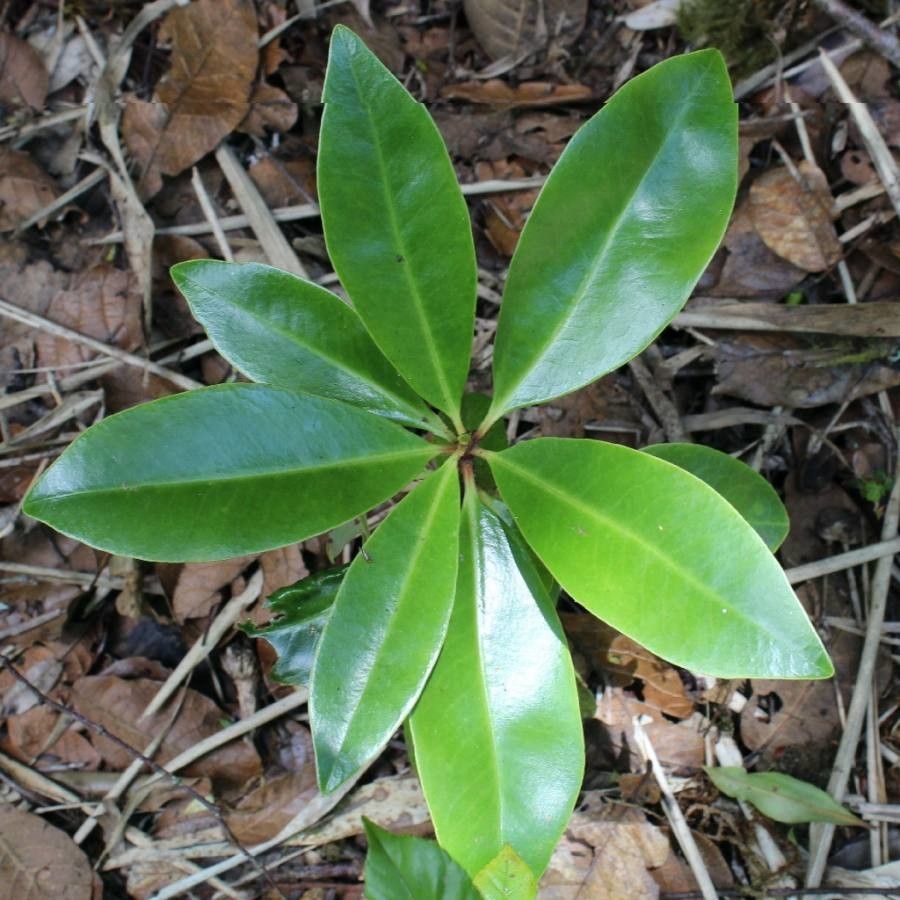 Drimys granadensis leaf
