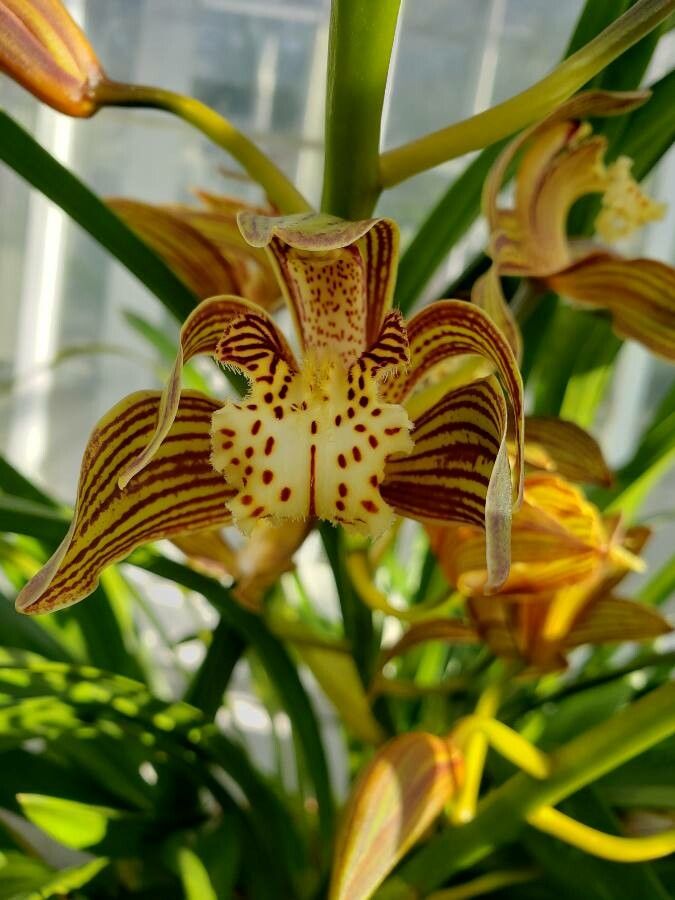 Cymbidium tracyanum flower