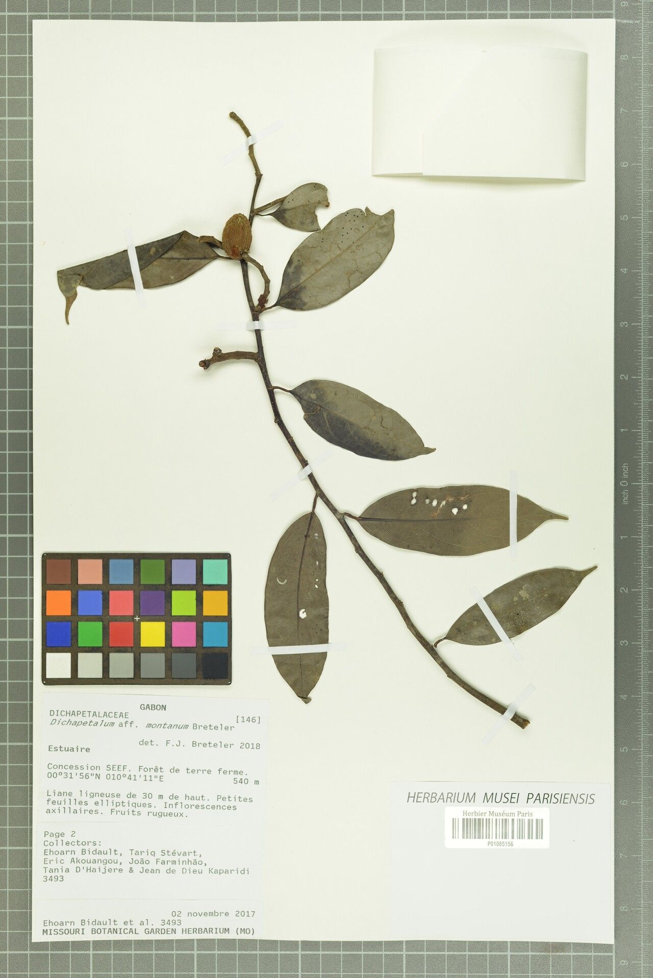 Dichapetalum montanum — houseplant care guide