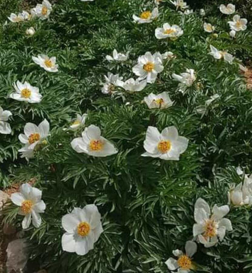 Paeonia clusii — houseplant care guide