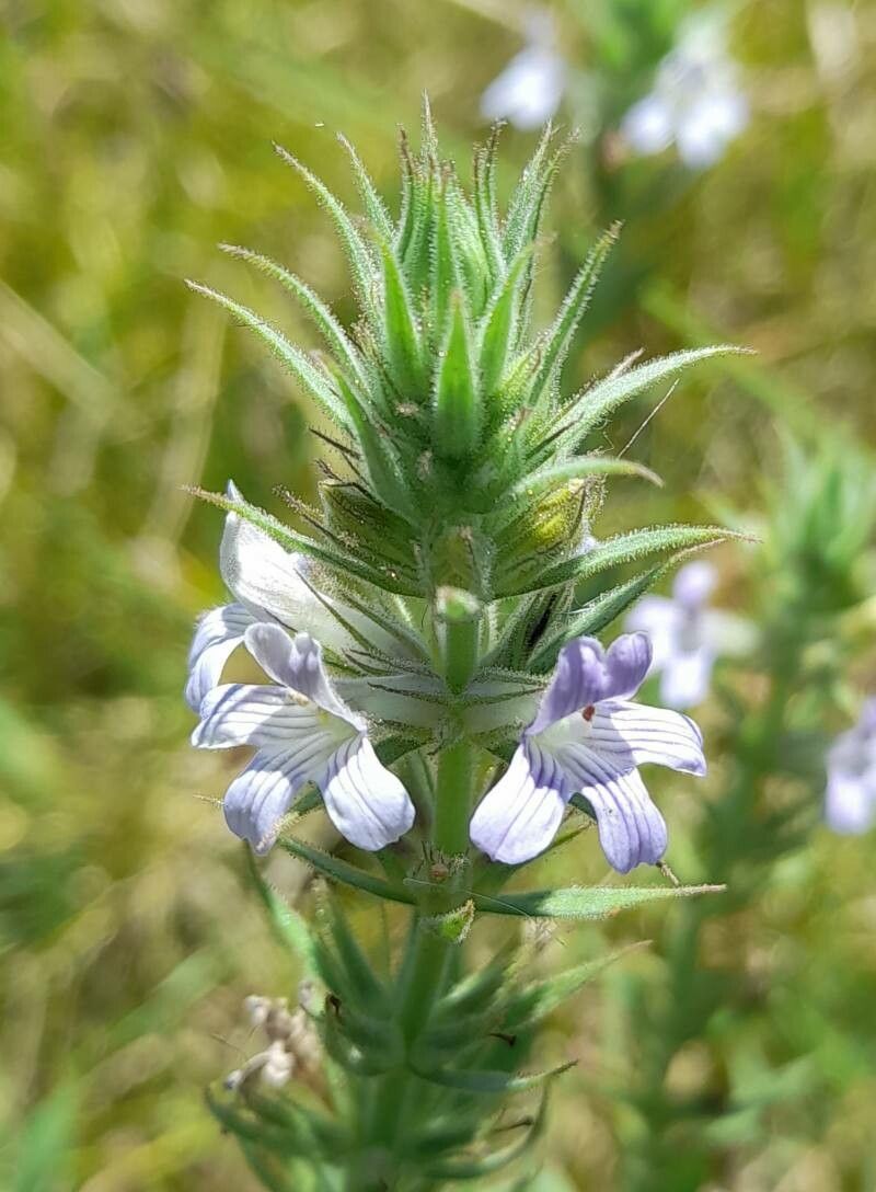 Stemodia lanceolata flower