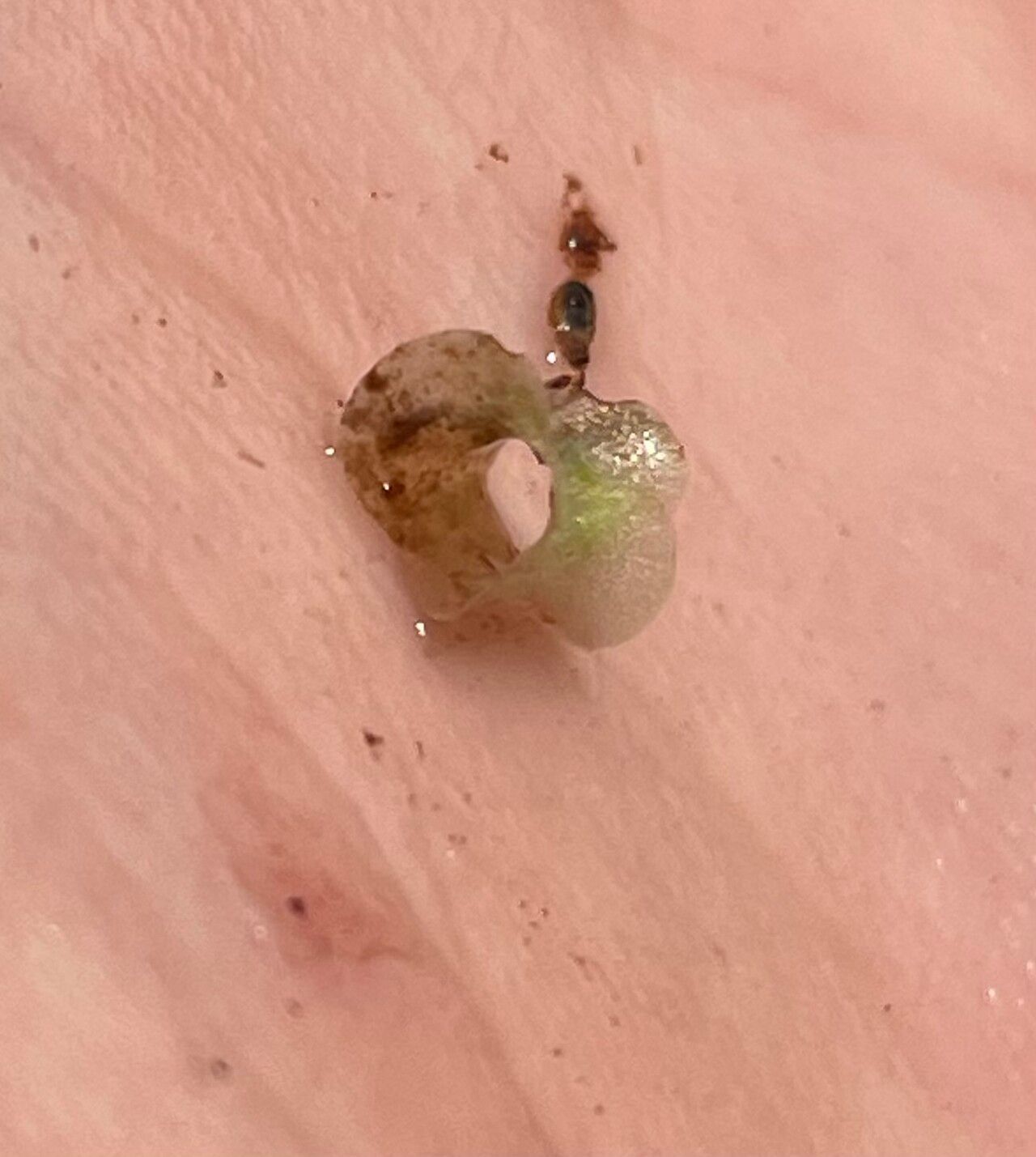 Wolffiella welwitschii fruit