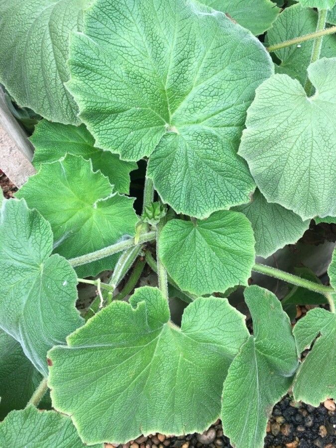 Begonia neocomensium — houseplant care guide