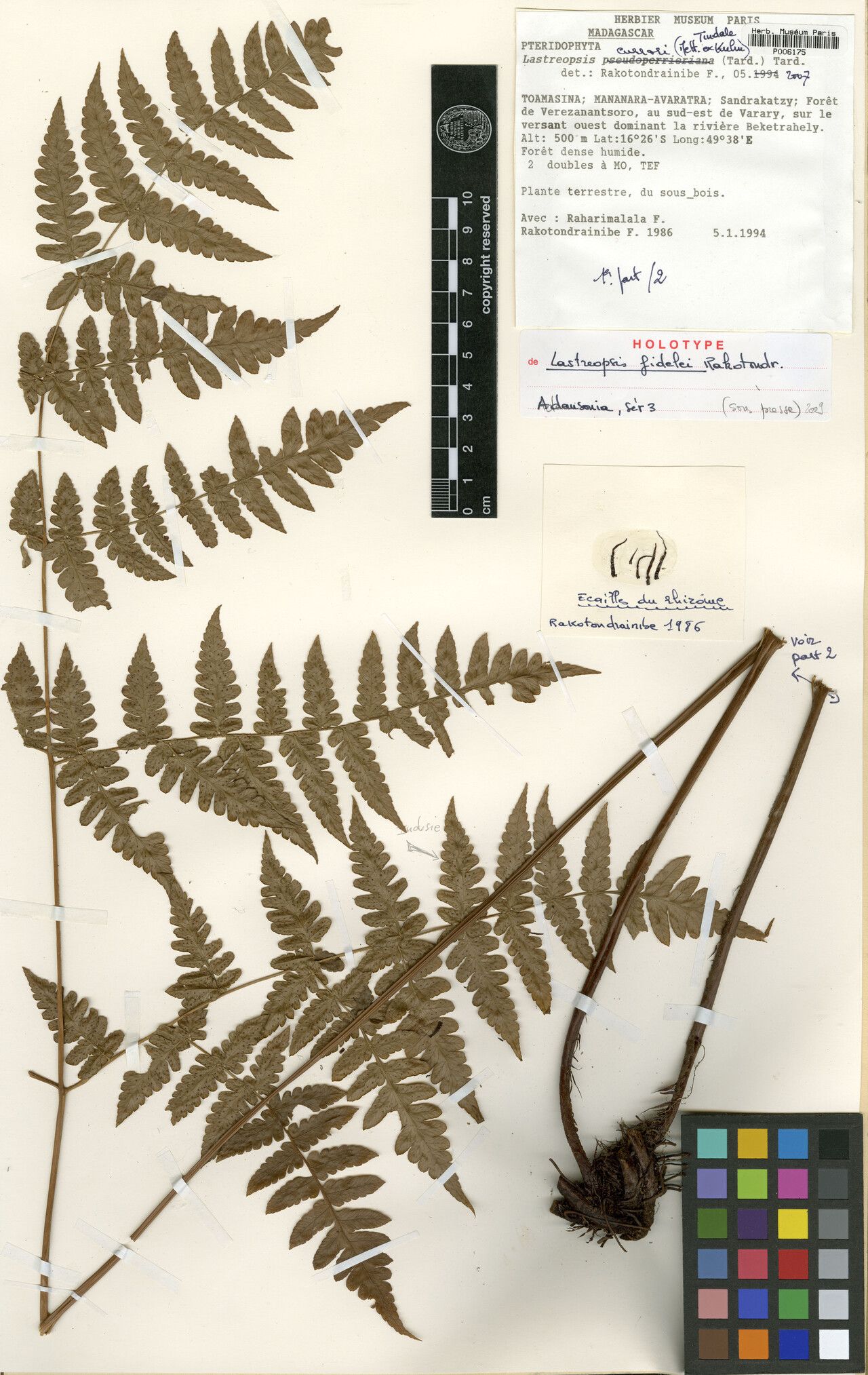 Parapolystichum fideleae — houseplant care guide