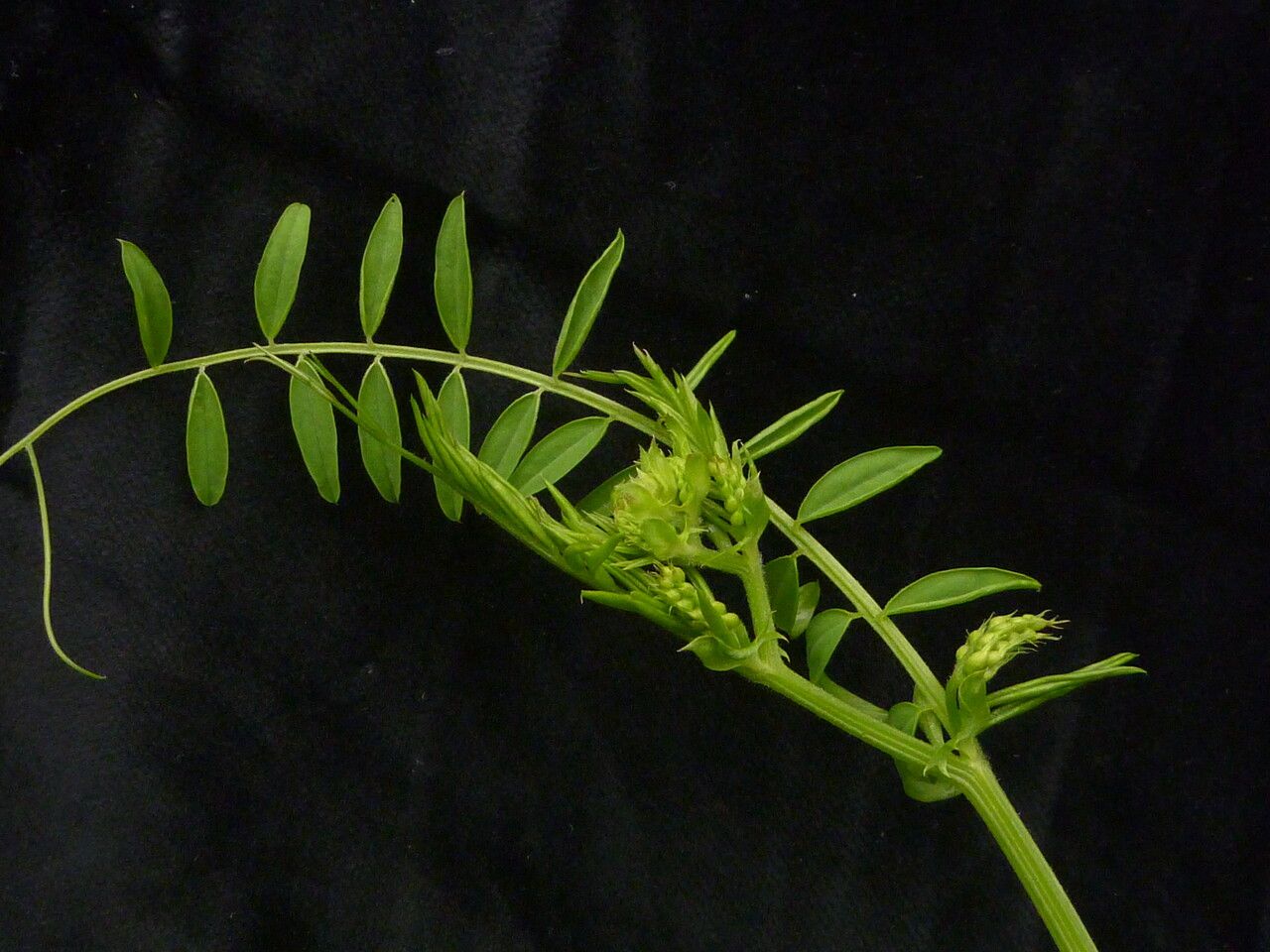 Vicia bakeri habit