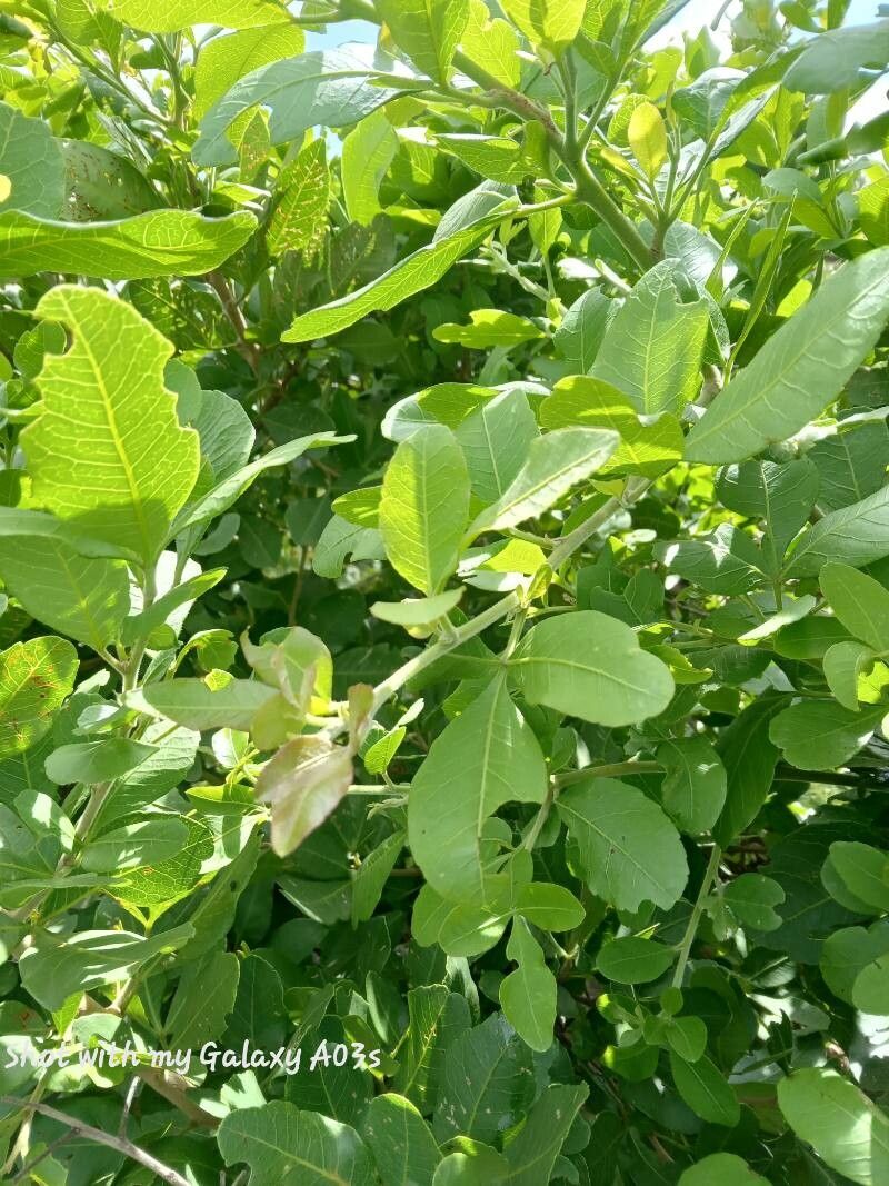 Searsia crenulata leaf