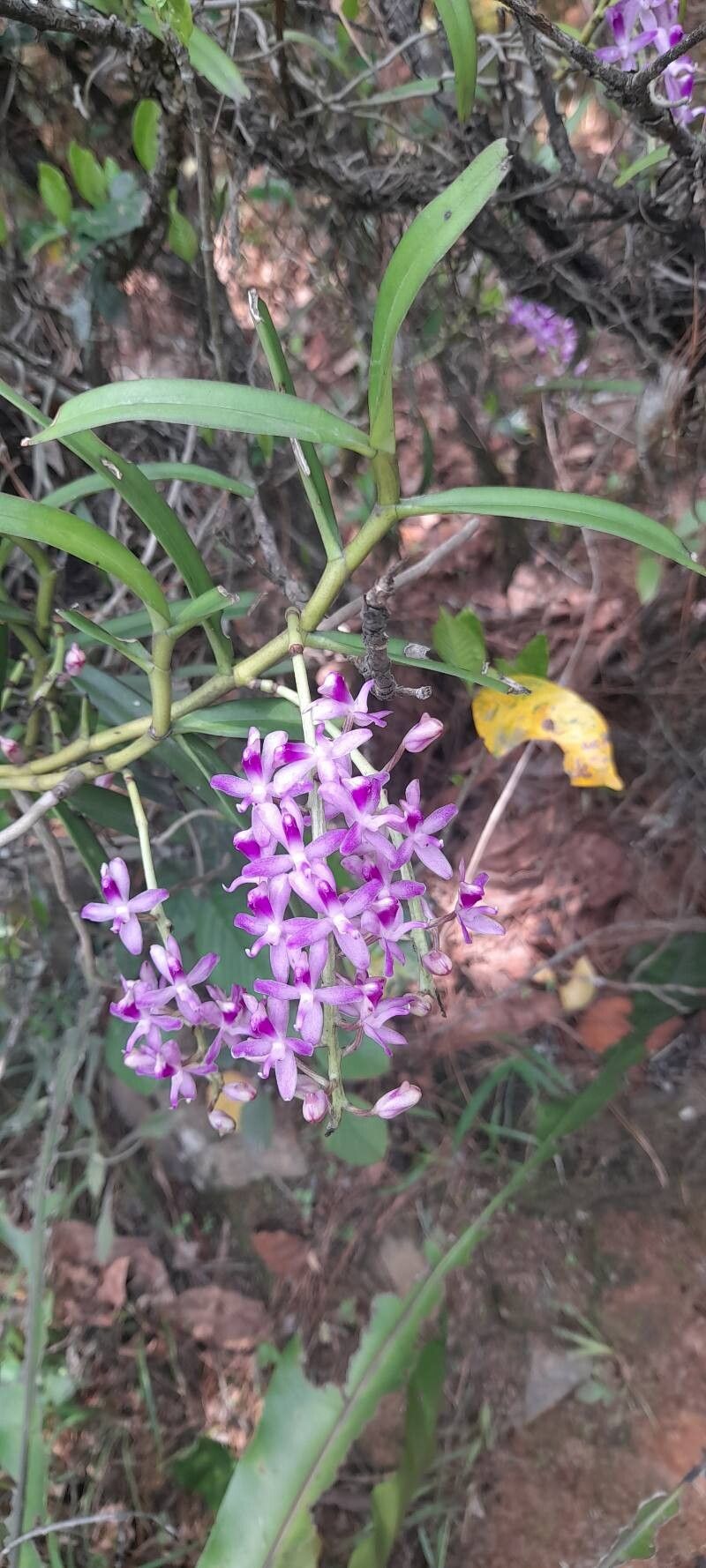 Micropera rostrata — related species from the same genus