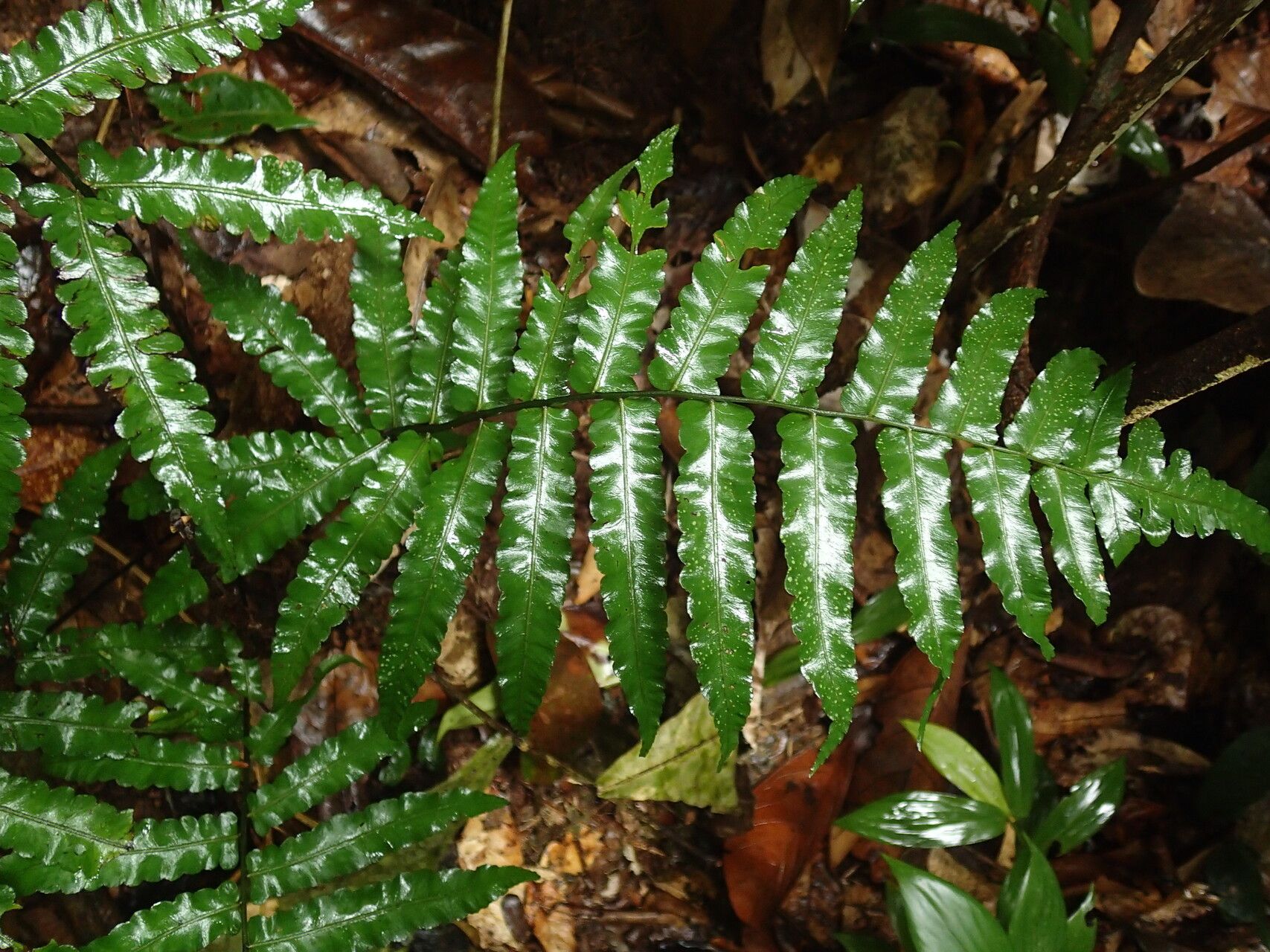 Diplazium welwitschii — houseplant care guide