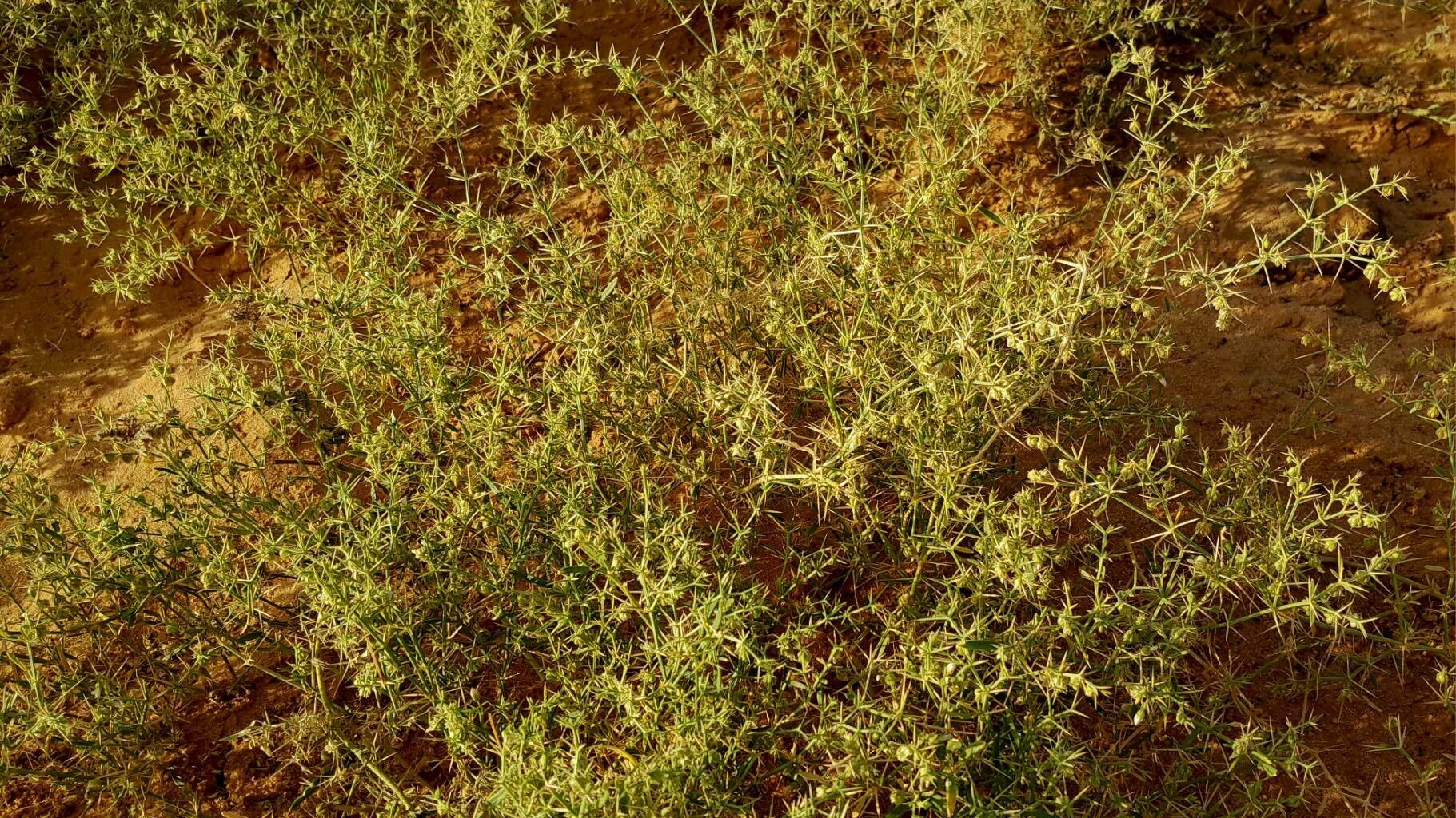 Fagonia zilloides fruit