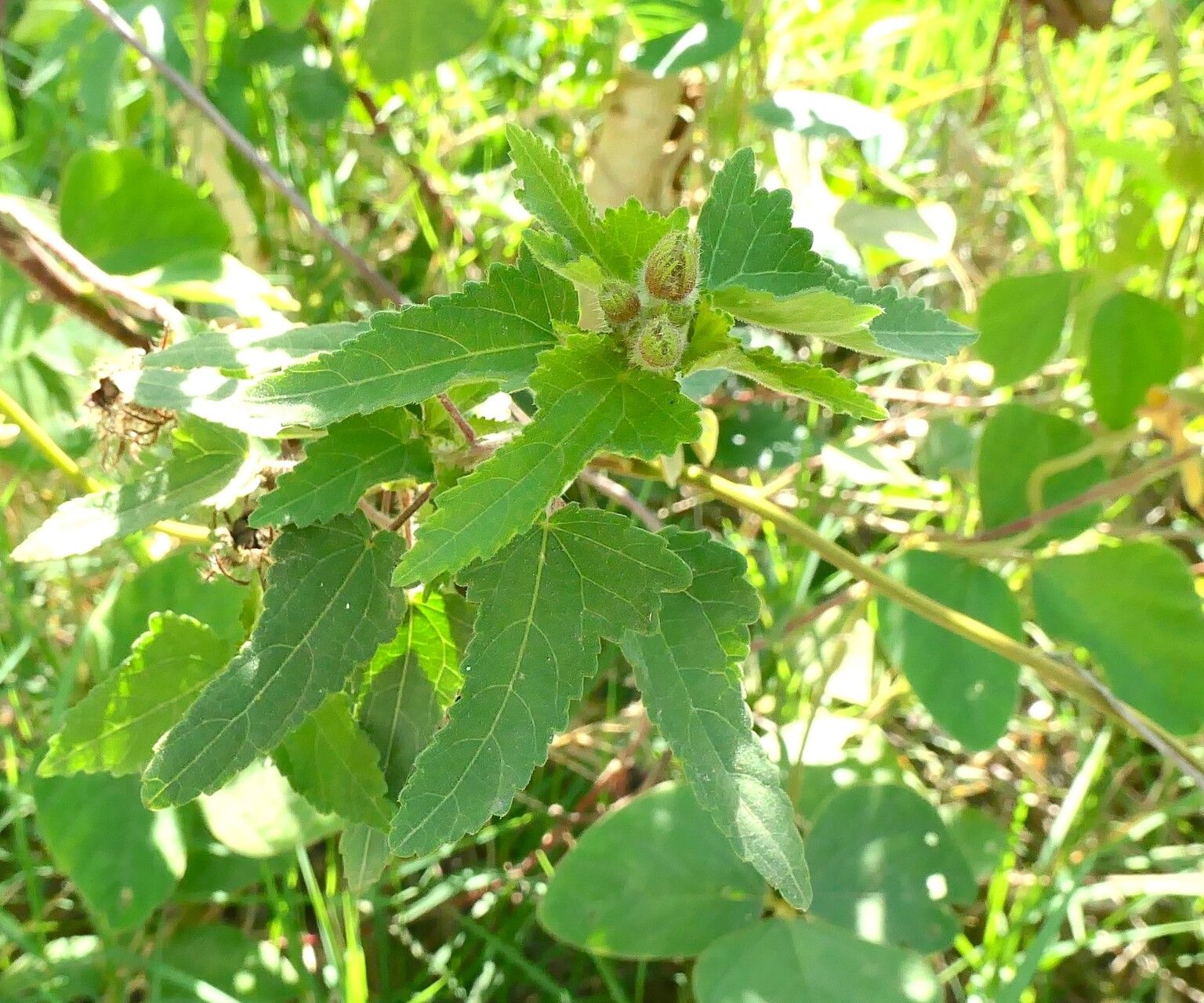 Pavonia subhastata — search result for 'Pavonia'