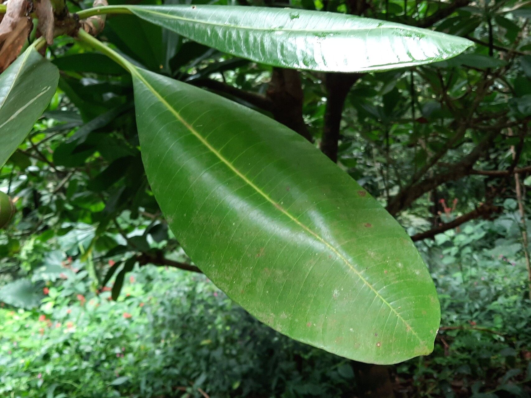 Ochrosia oppositifolia — search result for 'Beta'