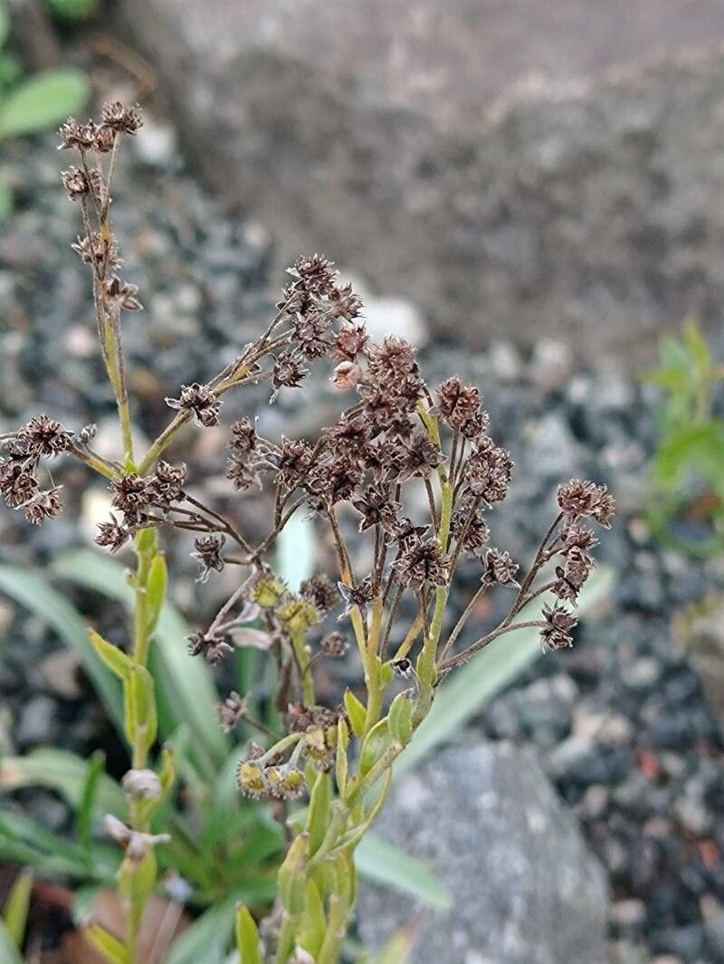 Eritrichium canum fruit