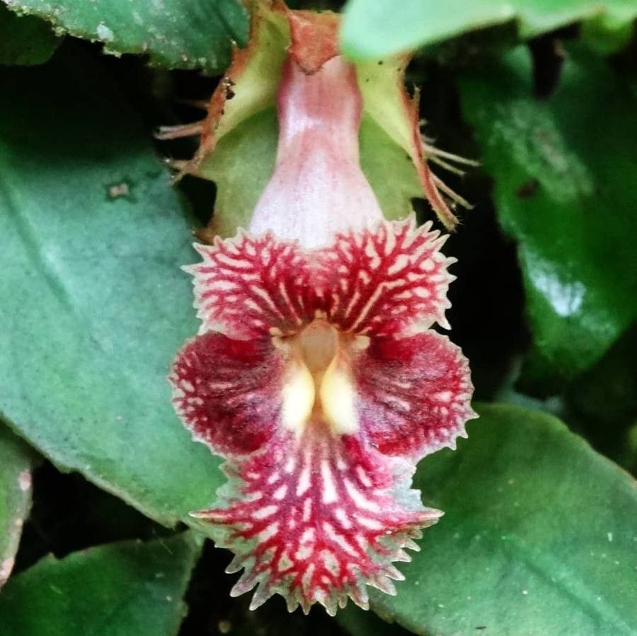 Drymonia multiflora — houseplant care guide