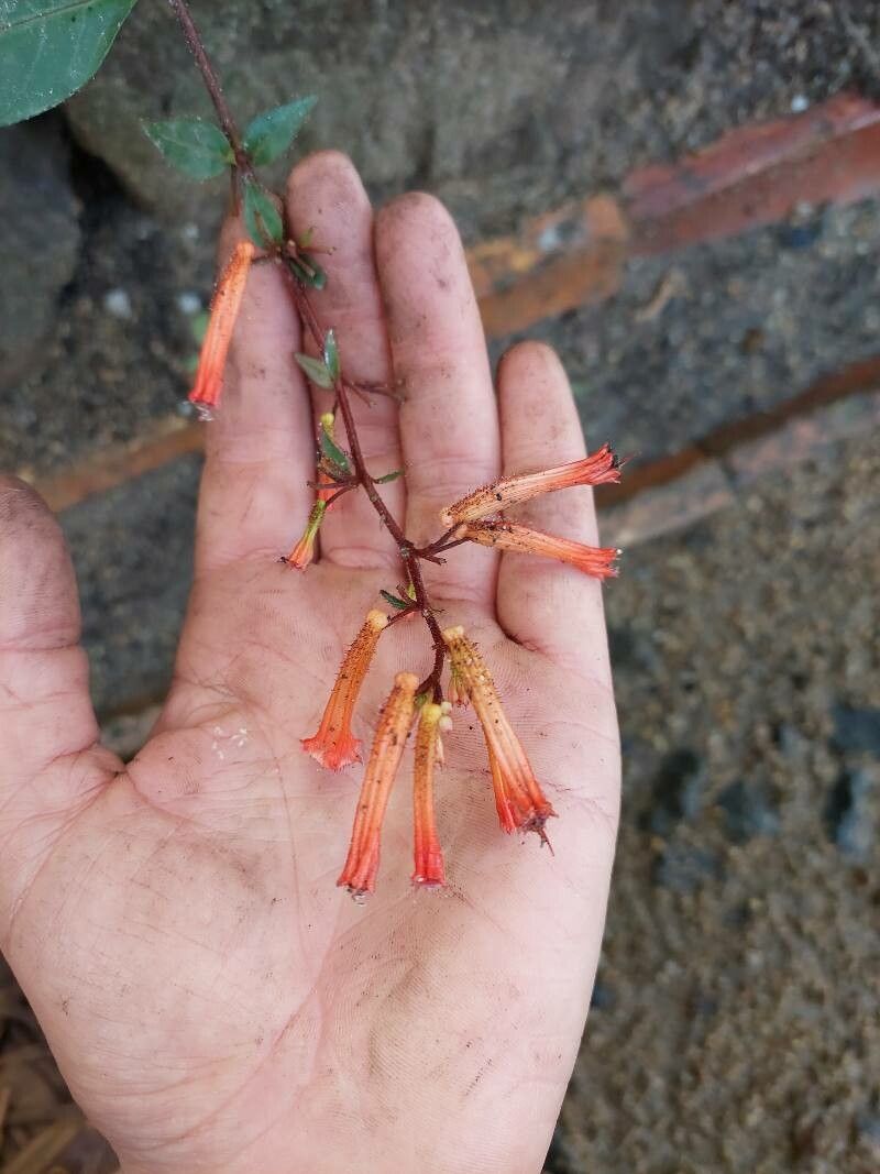 Cuphea subuligera flower