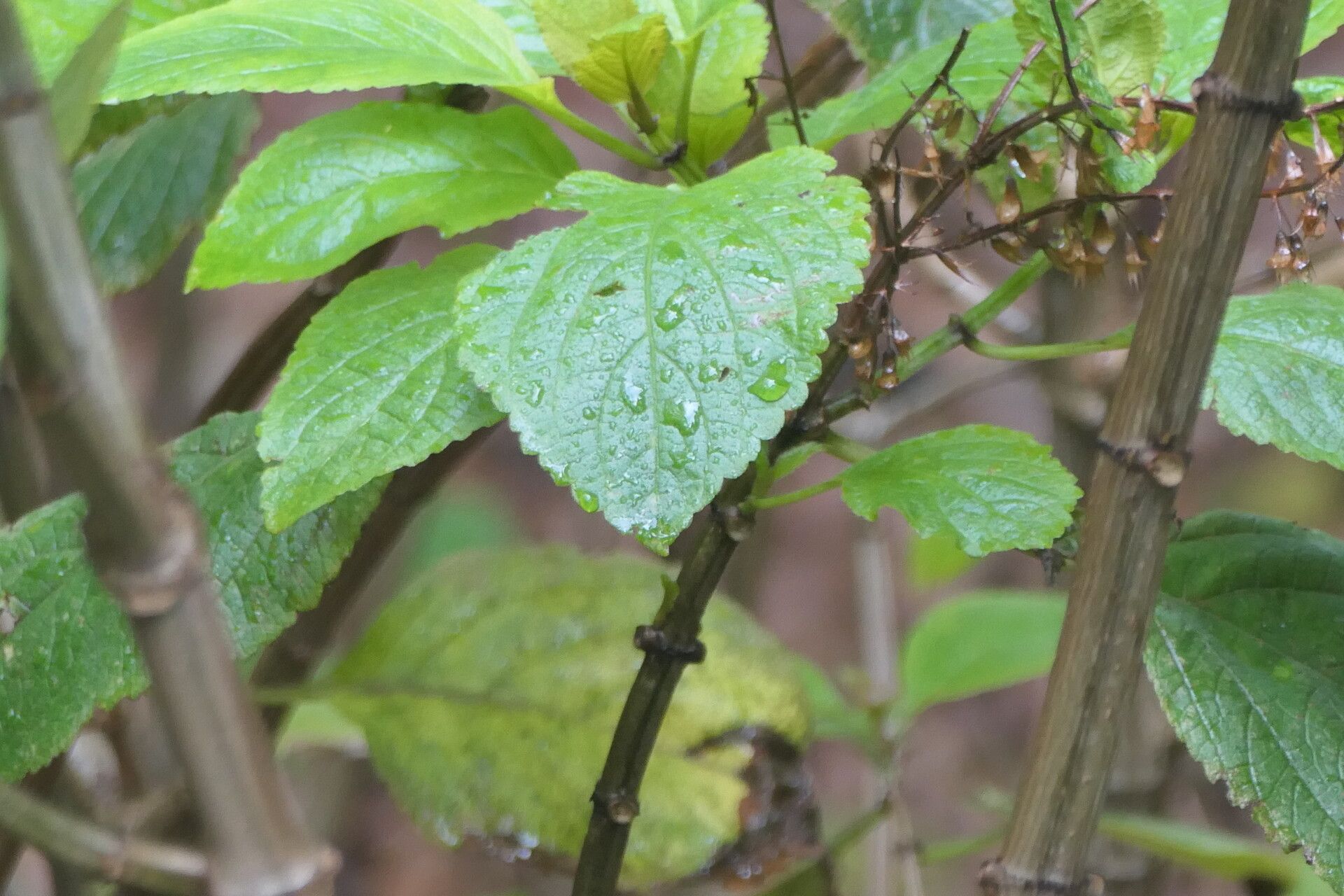 Plectranthus ecklonii bark