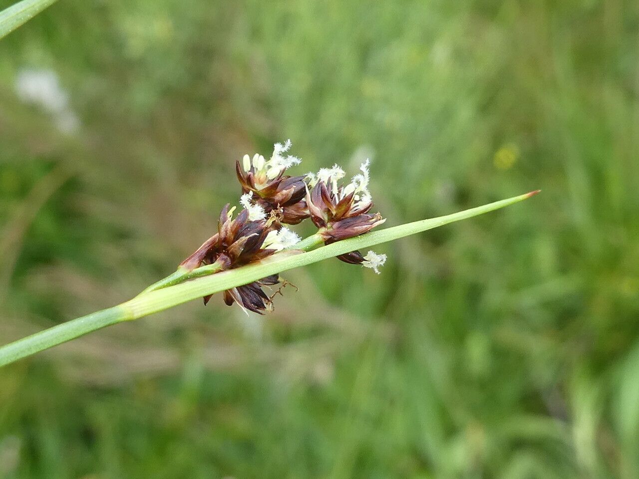 Juncus alpinoarticulatus leaf