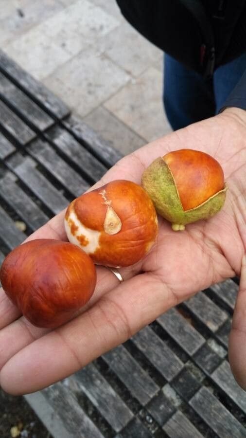 Aesculus parviflora fruit