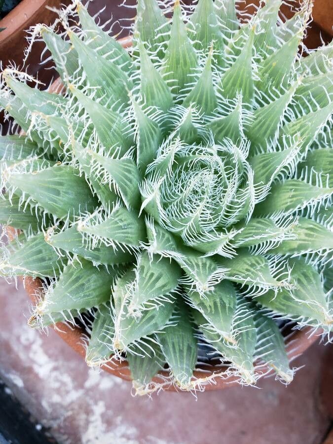 Haworthia bolusii