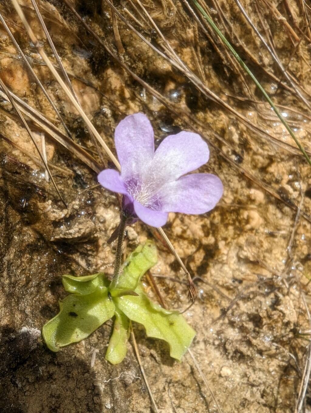 Pinguicula dertosensis flower