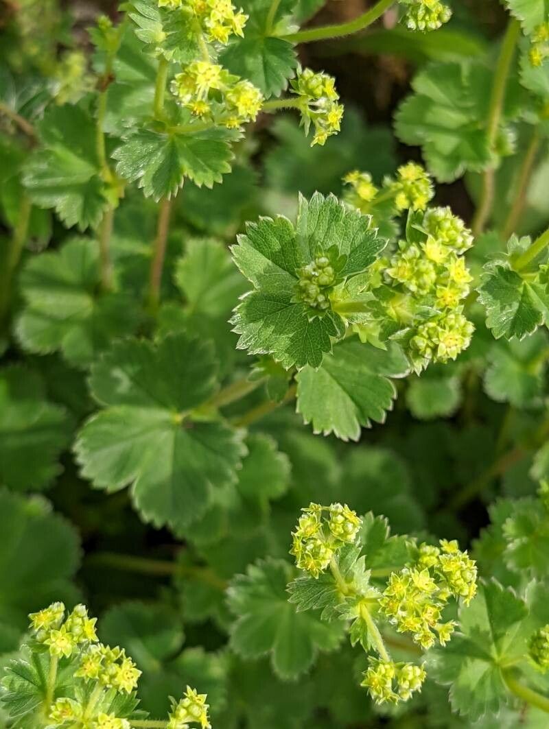 Alchemilla sericata flower