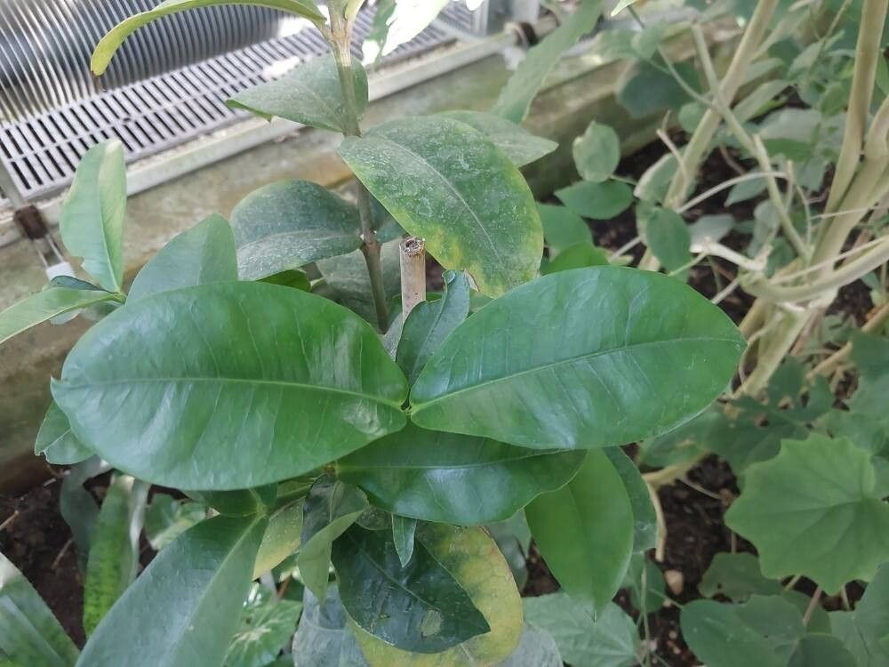 Ixora densiflora — houseplant care guide