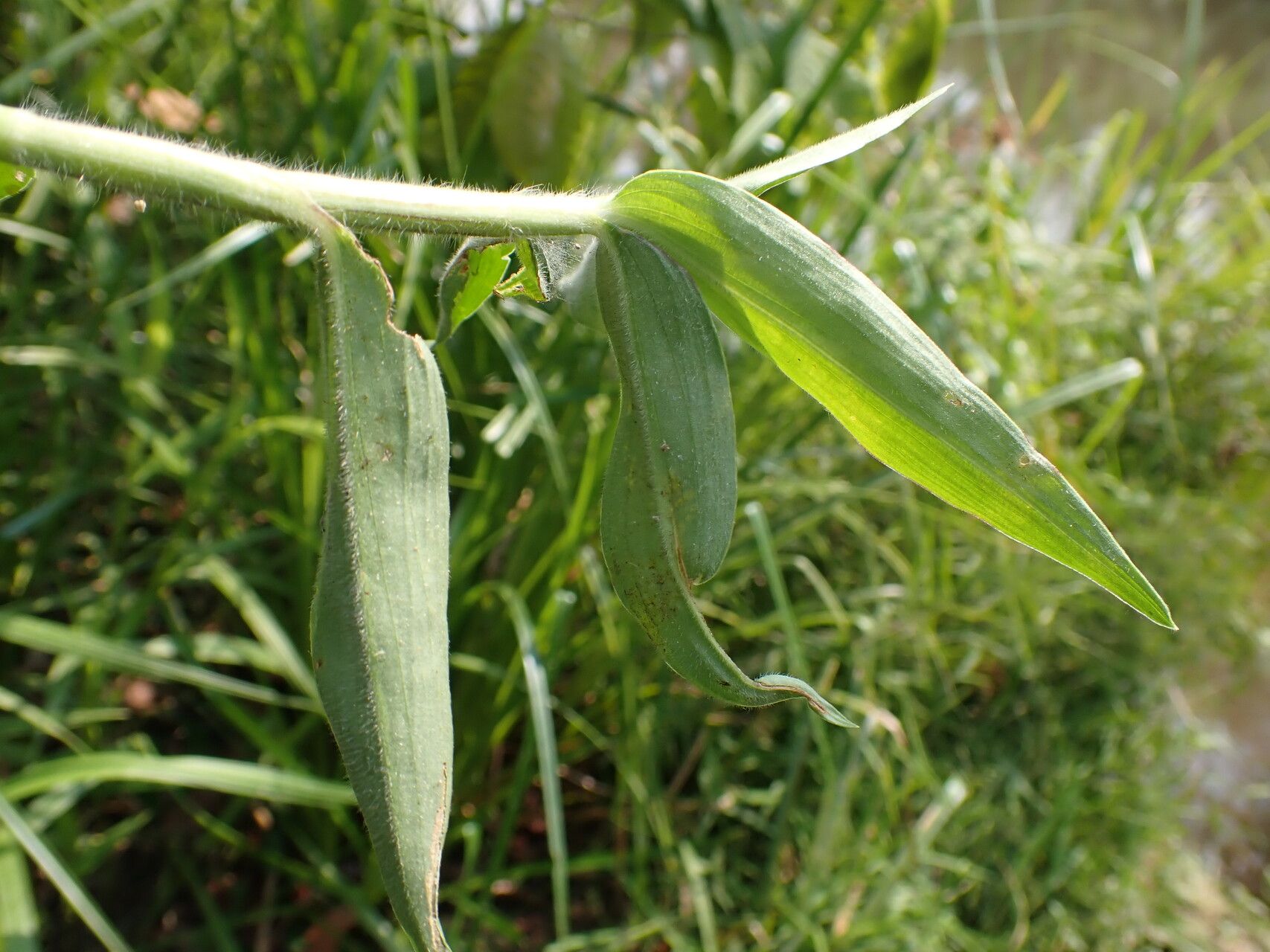 Commelina acutispatha leaf