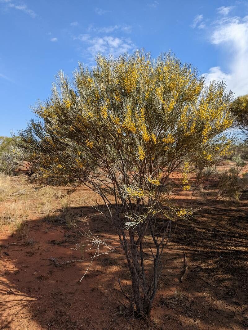 Acacia loderi habit