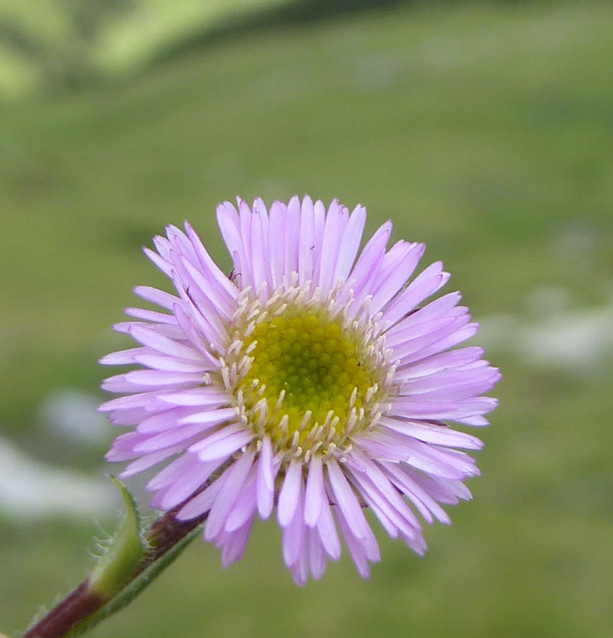 Erigeron alpinus flower
