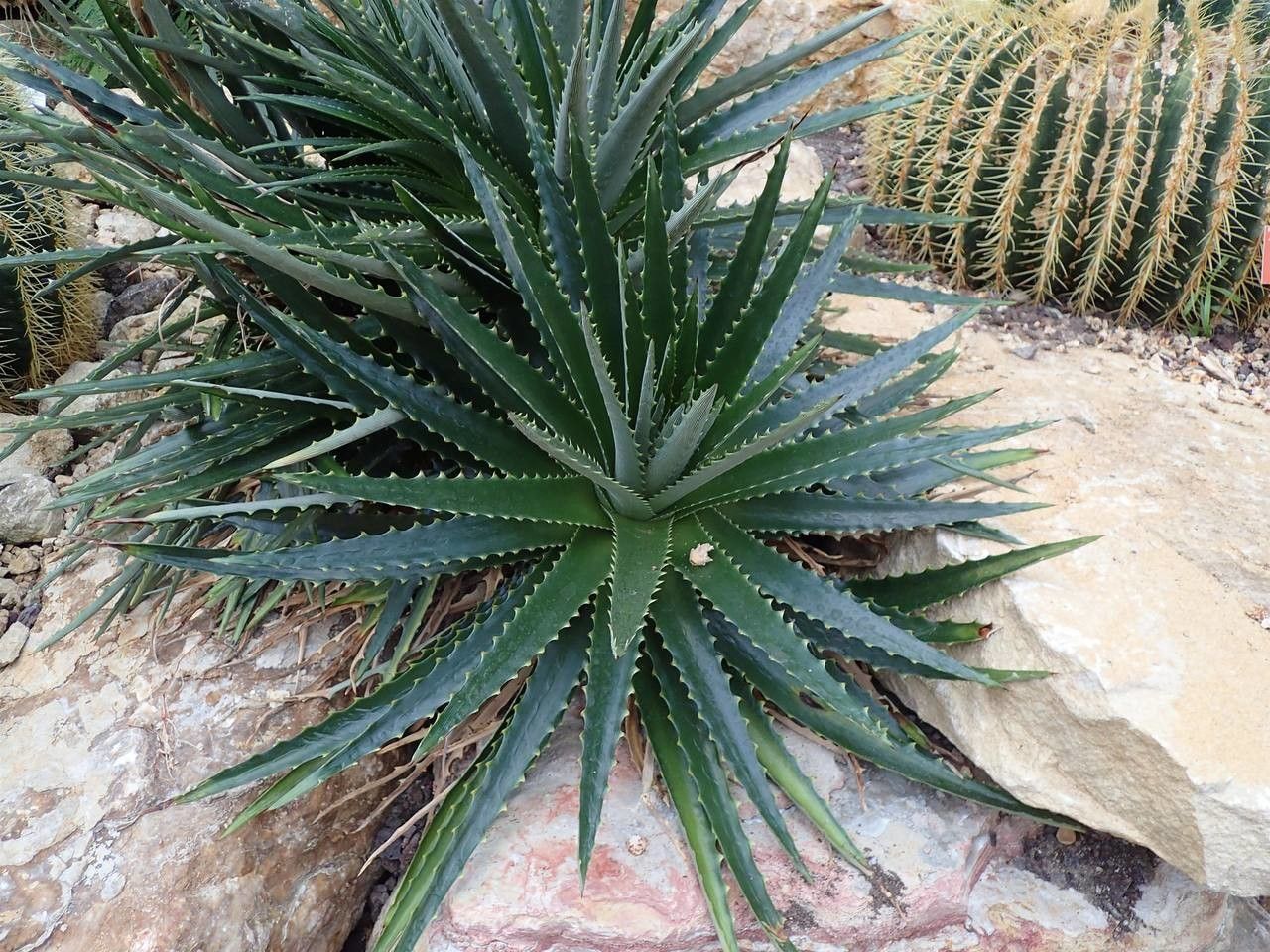 Dyckia encholirioides habit