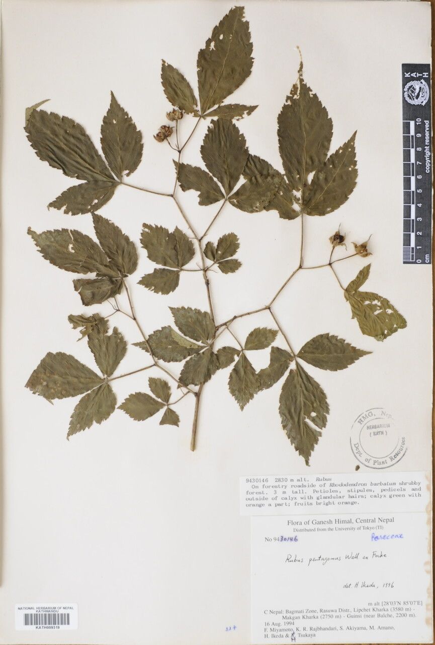 Rubus pentagonus other