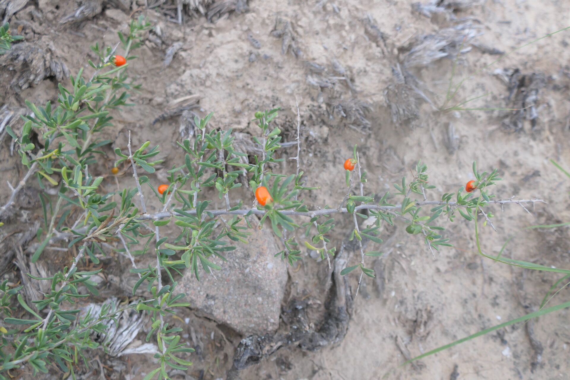Lycium cinereum habit